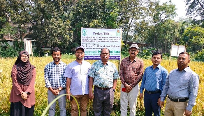 উচ্চ ফলনশীল ধান উৎপাদনে হাবিপ্রবির সাফল্য