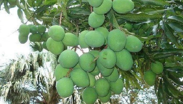 গরমে আমের গুণ 