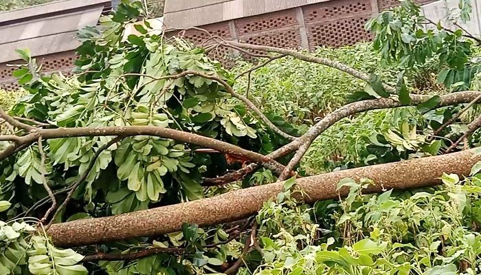 ঝড়ে আম কুড়াতে গিয়ে ২ বোনের মৃত্যু