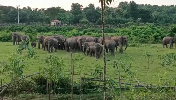 হাতি-মানবের দ্বন্দ্বে ২২ দিনে প্রাণ গেলো ৬ জনের