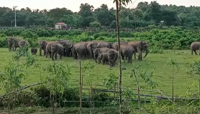 সীমান্তে হাতি মানবের দ্বন্দ্বে বাড়ছে মৃত্যু আতঙ্ক