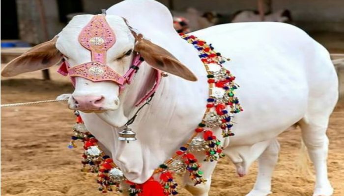 নবীজি (সাঃ) এর নামে কোরবানি দেওয়ার বিষয়ে দলিল