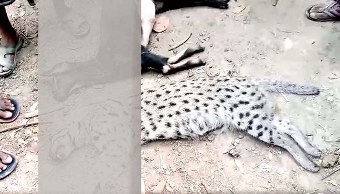 ঝিনাইদহে ছাগল বাঁচাতে মেছো বাঘ পিটিয়ে হত্যা