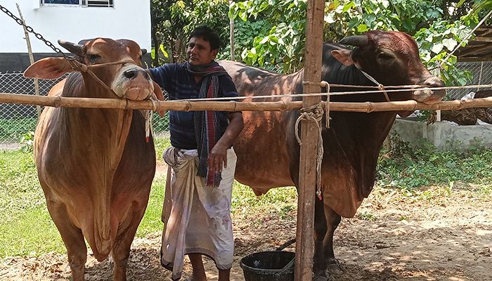 কোরবানির বাজার ধরতে ব্যস্ত ঝিনাইদহের খামারিরা