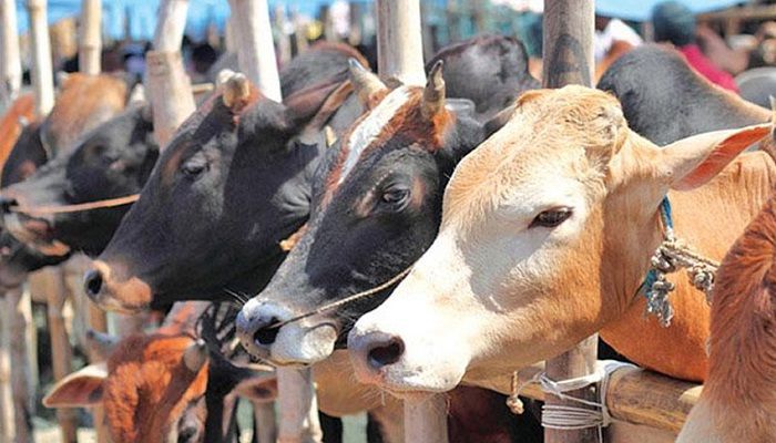 রাজধানীতে জমে উঠেছে কোরবানির পশুর হাট, অস্বস্তি দামে