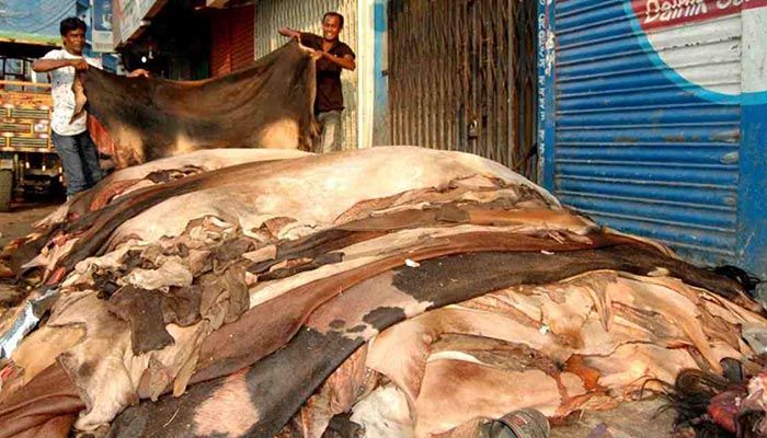 কোরবানির পশুর চামড়া সংরক্ষণে ৮ সিদ্ধান্ত