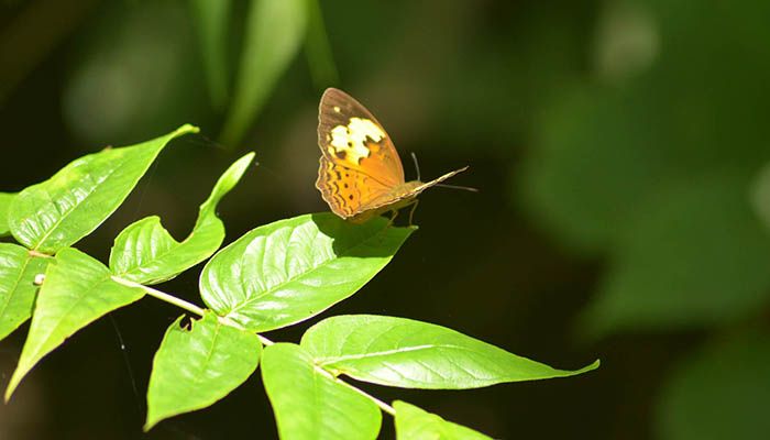 প্রজাপতির রঙবিলাস