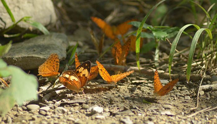 প্রজাপতির রঙবিলাস