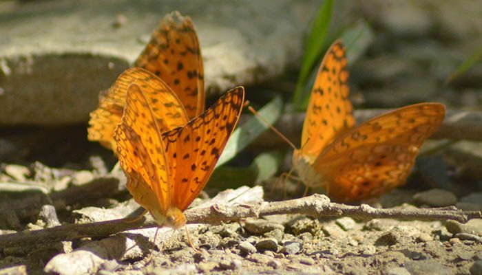 প্রজাপতির রঙবিলাস