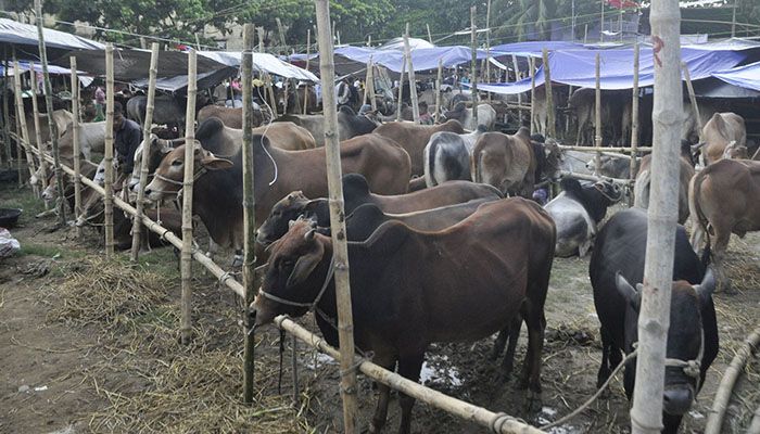 জমে উঠেছে কোরবানির পশুর হাট