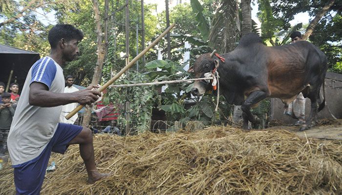 জমে উঠেছে কোরবানির পশুর হাট