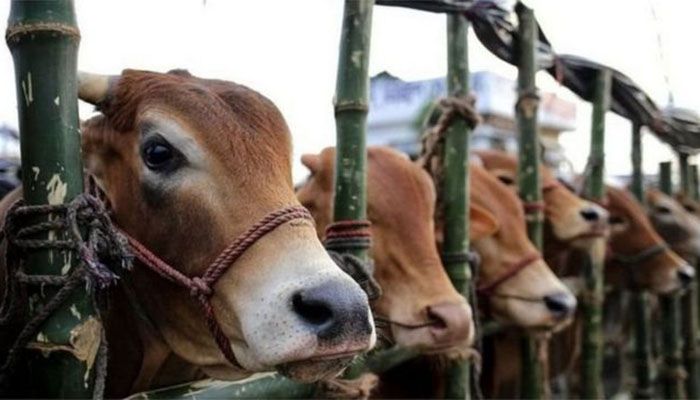কোরবানির হাটে মানতে হবে ১৪ নির্দেশনা