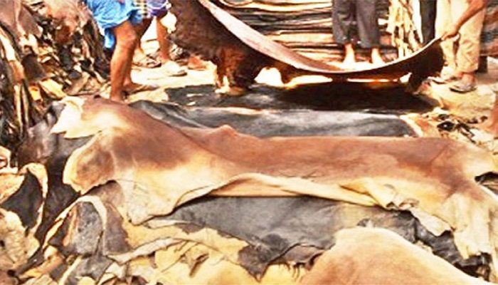 এবারও লোকসানের শঙ্কায় চামড়া ব্যবসায়ীরা