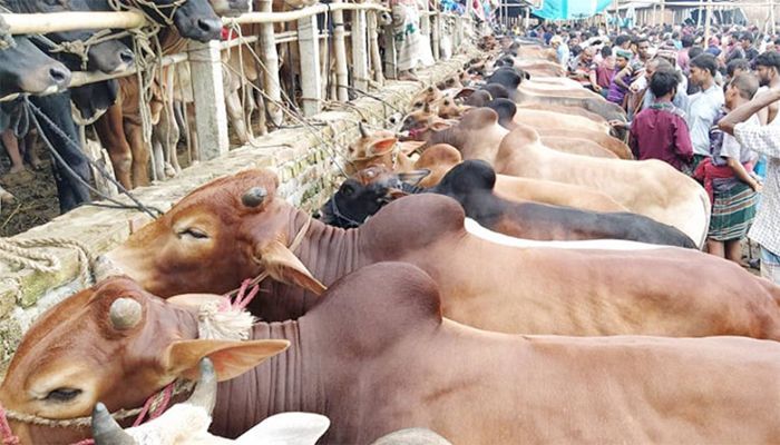 ১০ হাটে কোরবানির পশু কিনতে লাগবে না নগদ টাকা