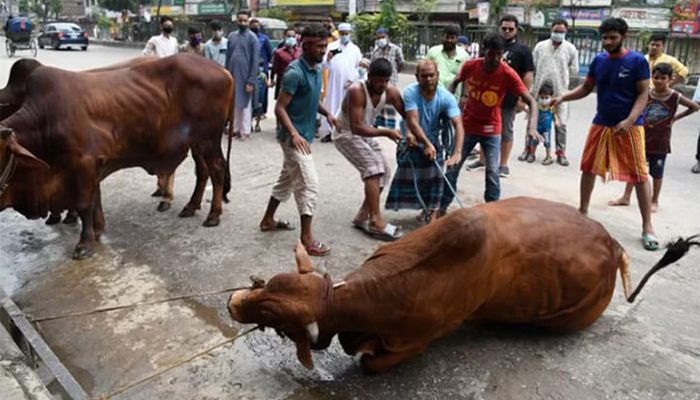 আল্লাহর সন্তুষ্টির আশায় চলছে পশু কোরবানি