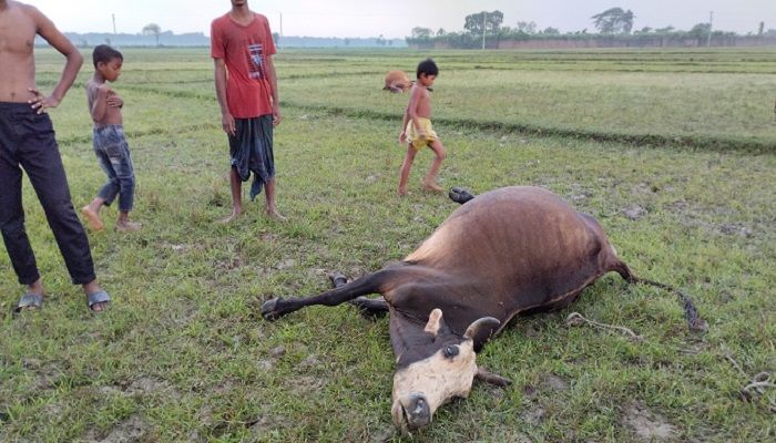 ঝিনাইদহে বজ্রপাতে গরু-ছাগলসহ কৃষকের মৃত্যু 