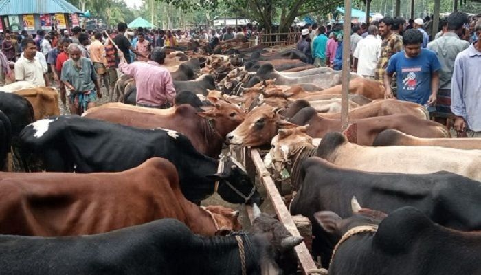 জমে উঠেছে কোরবানির পশুর হাট