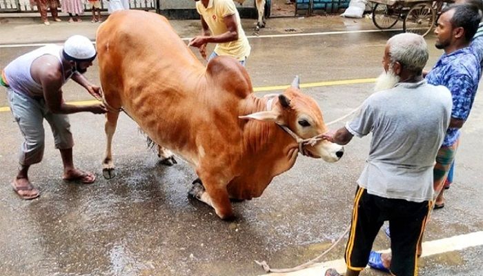 ঈদে এবার সারা দেশে এক কোটি ৪১ হাজার পশু কোরবানি