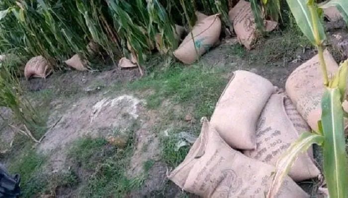 গরিবের ভিজিএফের চাল ভুট্টা ক্ষেতে