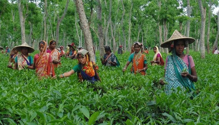 শ্রমিকবান্ধব চা শিল্প