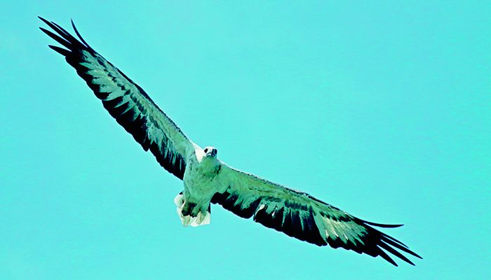 ধলাপেট-সিন্ধুঈগল