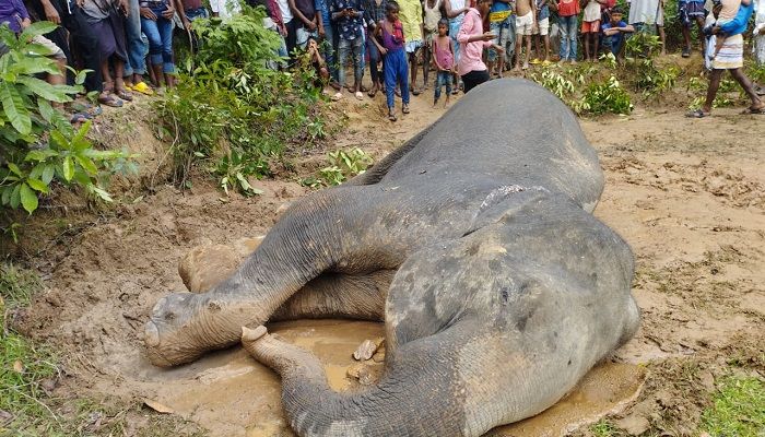 কক্সবাজারে এশিয়ান হাতির মৃত্যু