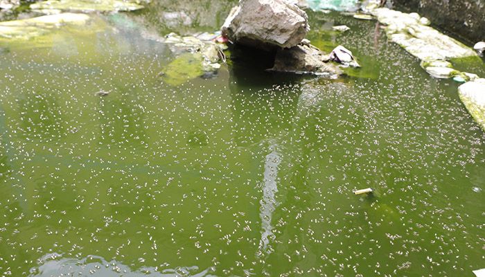 ডেঙ্গুর উৎকৃষ্ট প্রজননস্থল
