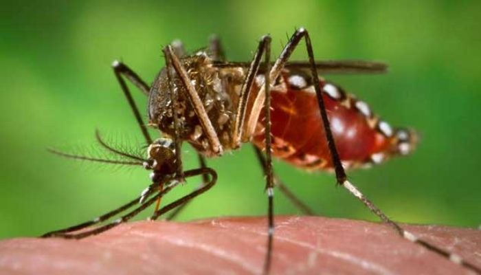 ডেঙ্গু নিয়ে জরুরি অবস্থা ঘোষণার দাবি