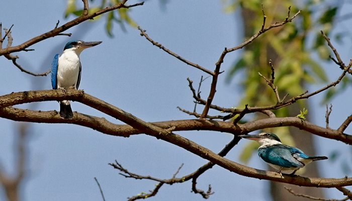 পাখিদের প্রেম-বিয়েও এখন আর টিকছে না