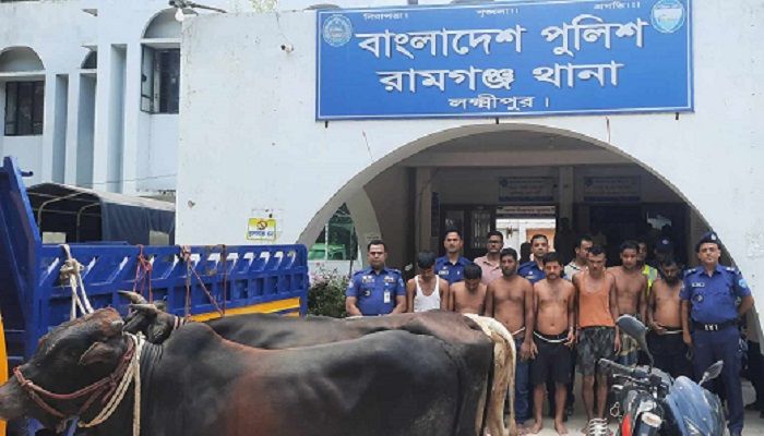লক্ষ্মীপুরে গরুসহ চোর চক্রের ৭ সদস্য গ্রেপ্তার