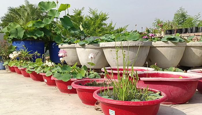 ছাদবাগানে পদ্ম শাপলা ফুল চাষ