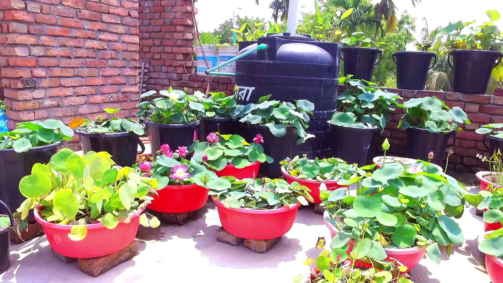ছাদবাগানে পদ্ম শাপলা ফুল চাষ