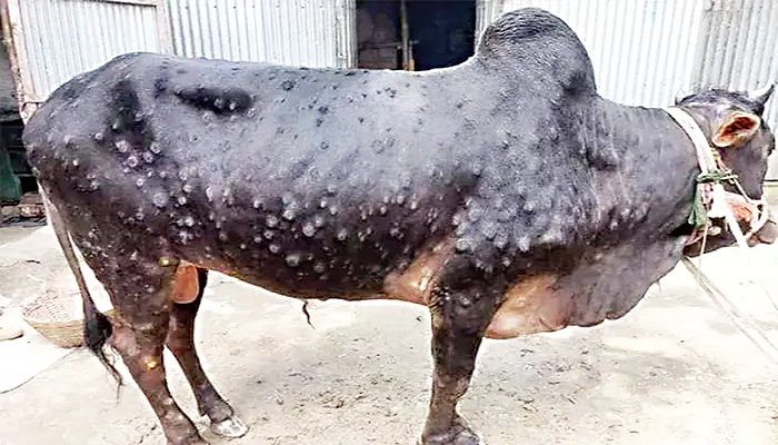 ঝিনাইদহে ভয়াবহ আকারে বাড়ছে গরুর ‘লাম্পি স্কিন’