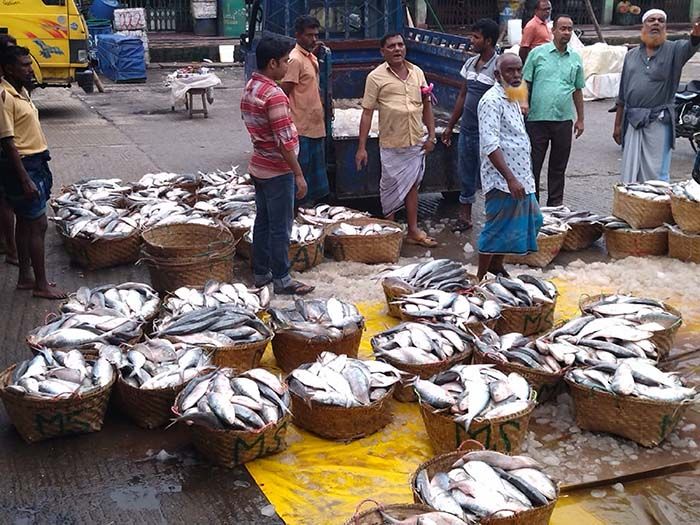 বিক্রেতা ও মাঝিমাল্লাদের আশা আর মাসখানেক পর থেকে ইলিশে উপচে পড়বে বাজার। দামও কমবে।