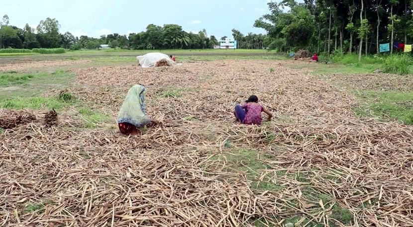পাবনায় কচুরিপানা থেকে তৈরী হচ্ছে নজরকাড়া হস্তশিল্প
