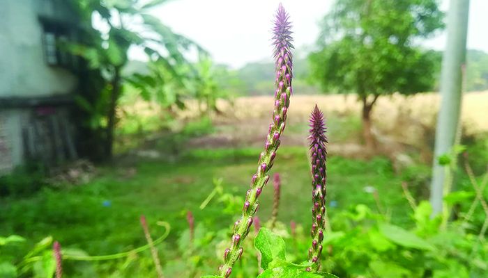আপাং