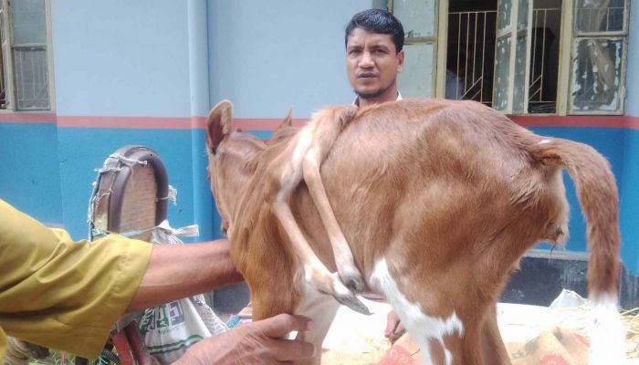 নীলফামারীতে ৬ পা বিশিষ্ট বাছুরের জন্ম, এলাকায় চাঞ্চল্যের সৃষ্টি 