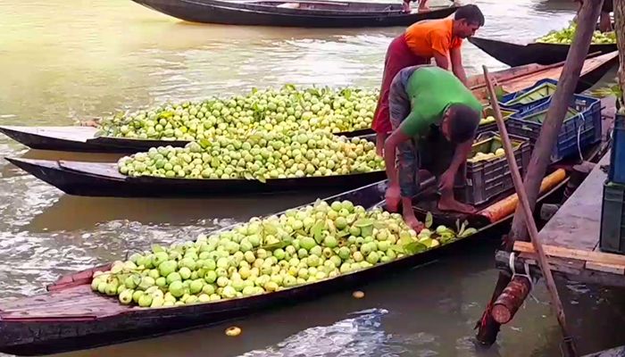 দাম ভালো পেলেও কম ফলনে হতাশ কৃষক