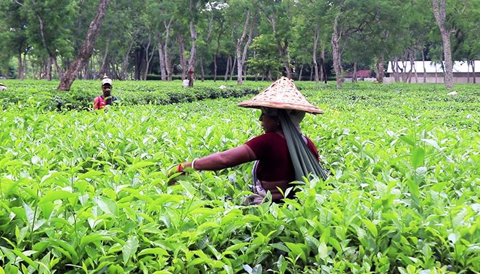 নতুন কুঁড়িতে হাসছে চা বাগান