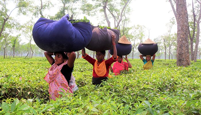 নতুন কুঁড়িতে হাসছে চা বাগান
