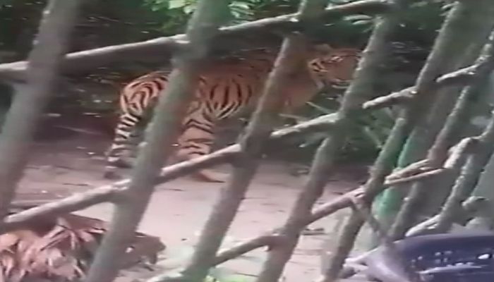 বন বিভাগের অফিসে বাঘ