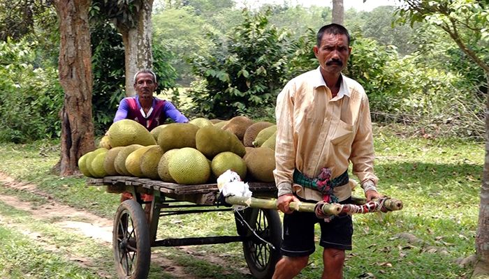 কৃষি বদলে দিয়েছে বিজয়নগরের মানুষের ভাগ্য