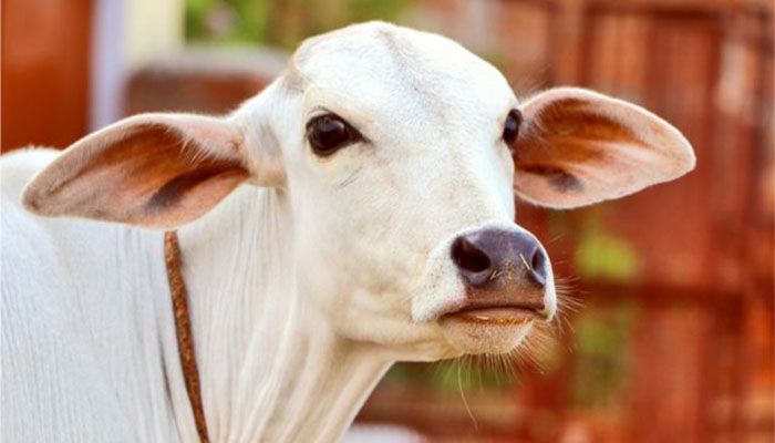 গরুর মাংস ৩৫০ টাকায় বিক্রি করা সম্ভব: বাণিজ্যসচিব