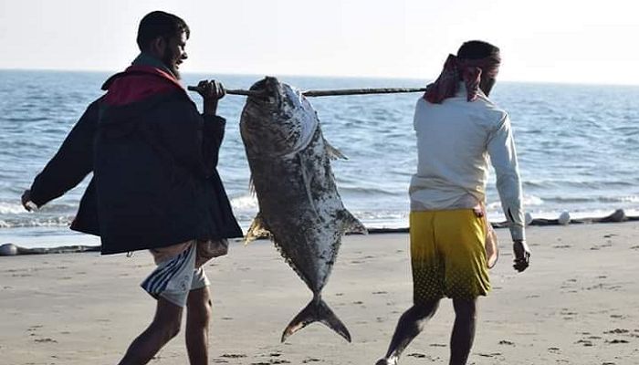সেন্টমার্টিনে ধরা পড়ল বিশাল আকৃতির মাছ