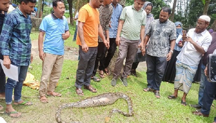 টেকনাফে এক মাসে ১০ সাপ উদ্ধার করে বনে অবমুক্ত