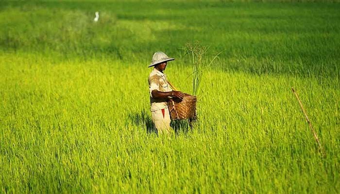 চাল রপ্তানিতে নিষেধাজ্ঞা মিয়ানমারের