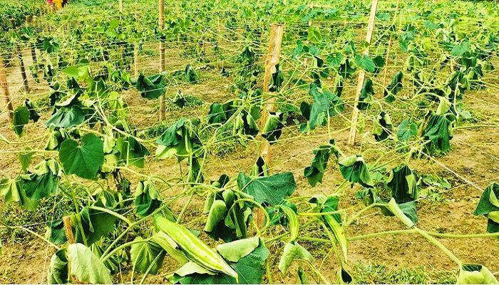 শেরপুরে সবজি ক্ষেতের সাথে শত্রুতা