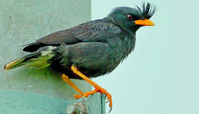 বিরল সীমান্ত পাখি
