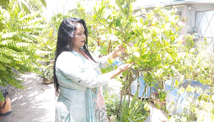 নড়াইল শহরের সরকারি ভিক্টোরিয়া কলেজের খেলার মাঠের পাশে নিজ বাড়িতে তনিমা আফরিন গড়ে তুলেছেন বিশাল আকৃতির ছাদ বাগান। 