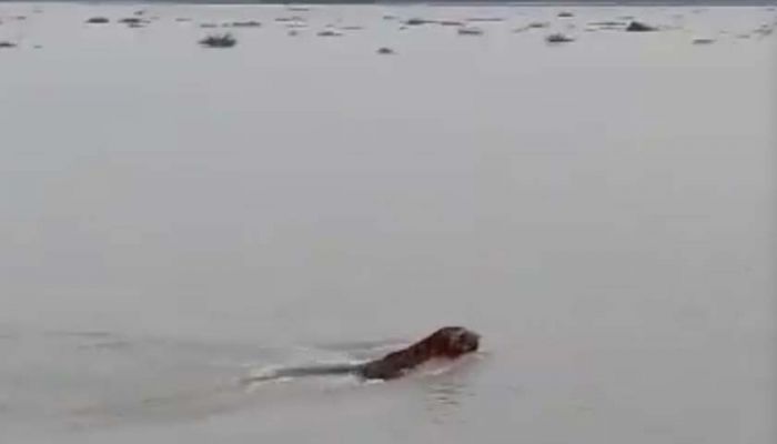 সুন্দরবনের নদীতে সাঁতার কাটছে বাঘ